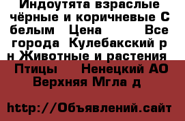 Индоутята взраслые чёрные и коричневые С белым › Цена ­ 450 - Все города, Кулебакский р-н Животные и растения » Птицы   . Ненецкий АО,Верхняя Мгла д.